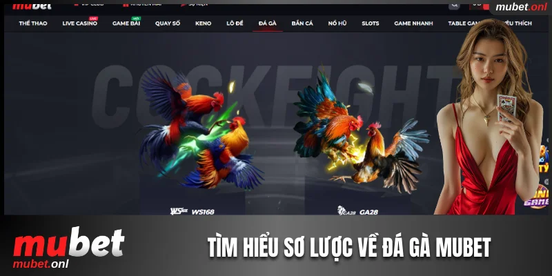 Tìm hiểu sơ lược về chuyên mục đá gà Mubet